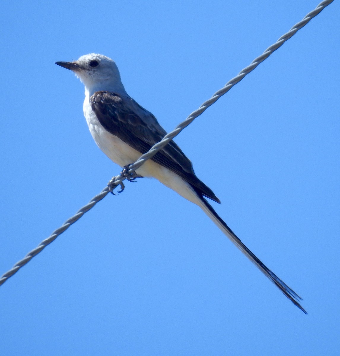 Scissor-tailed Flycatcher - Eric Rude
