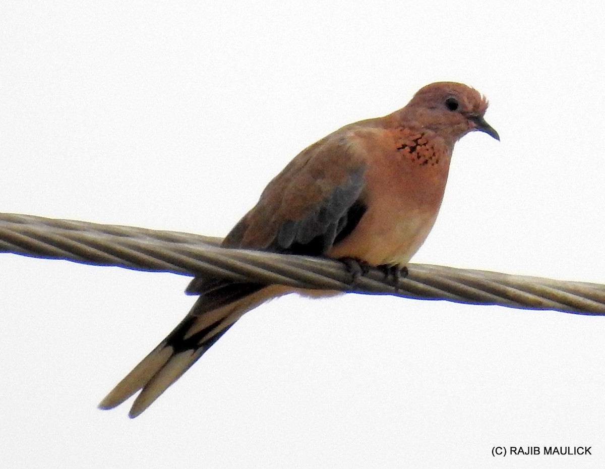 Laughing Dove - ML59928521