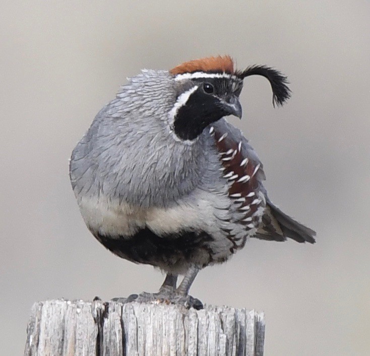 Gambel's Quail - ML59928821