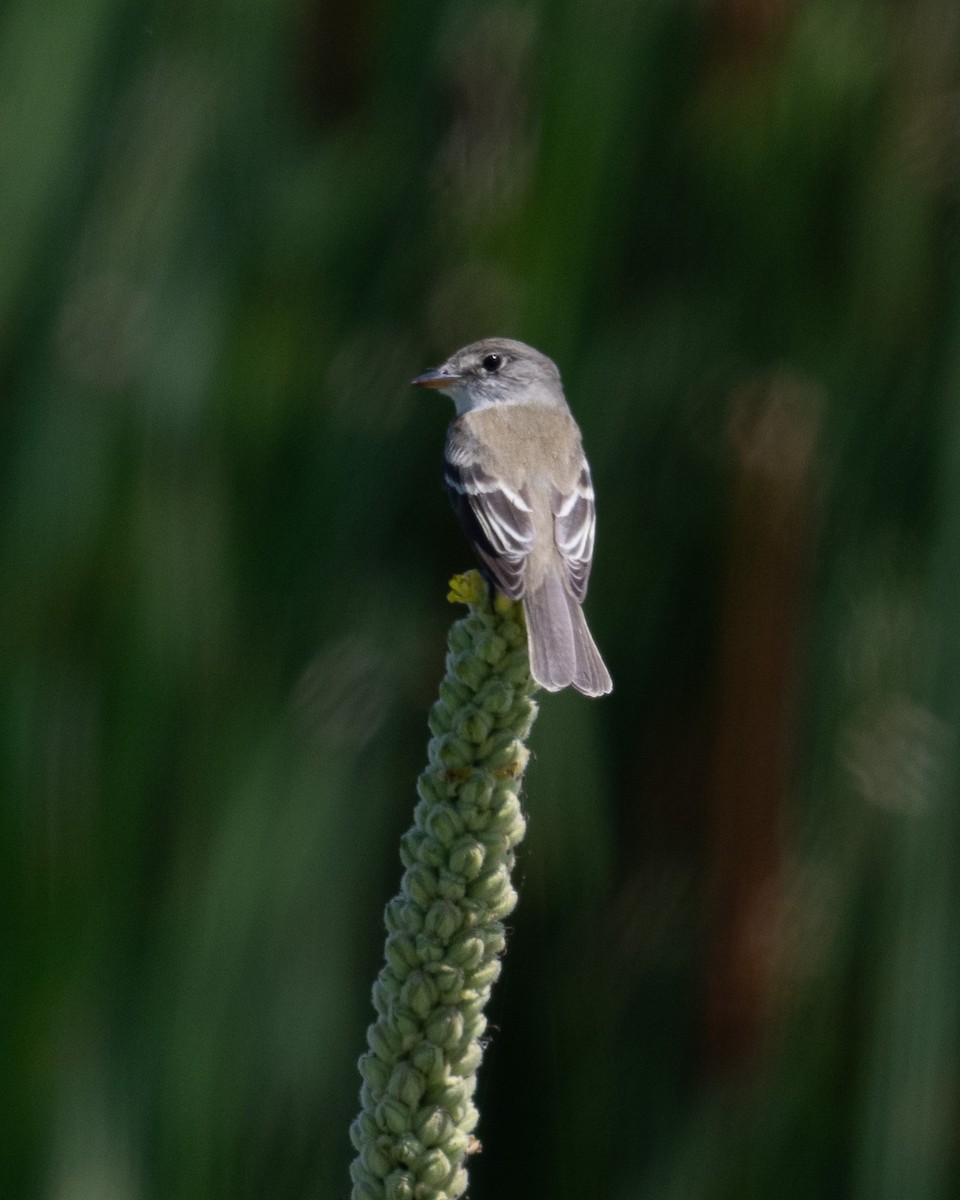 Willow Flycatcher - ML599289601