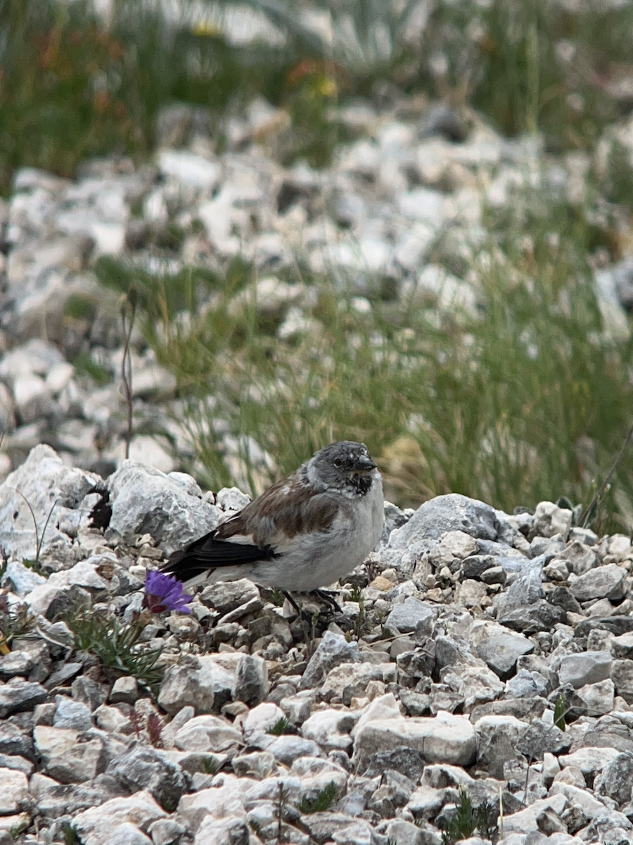 White-winged Snowfinch - ML599289821