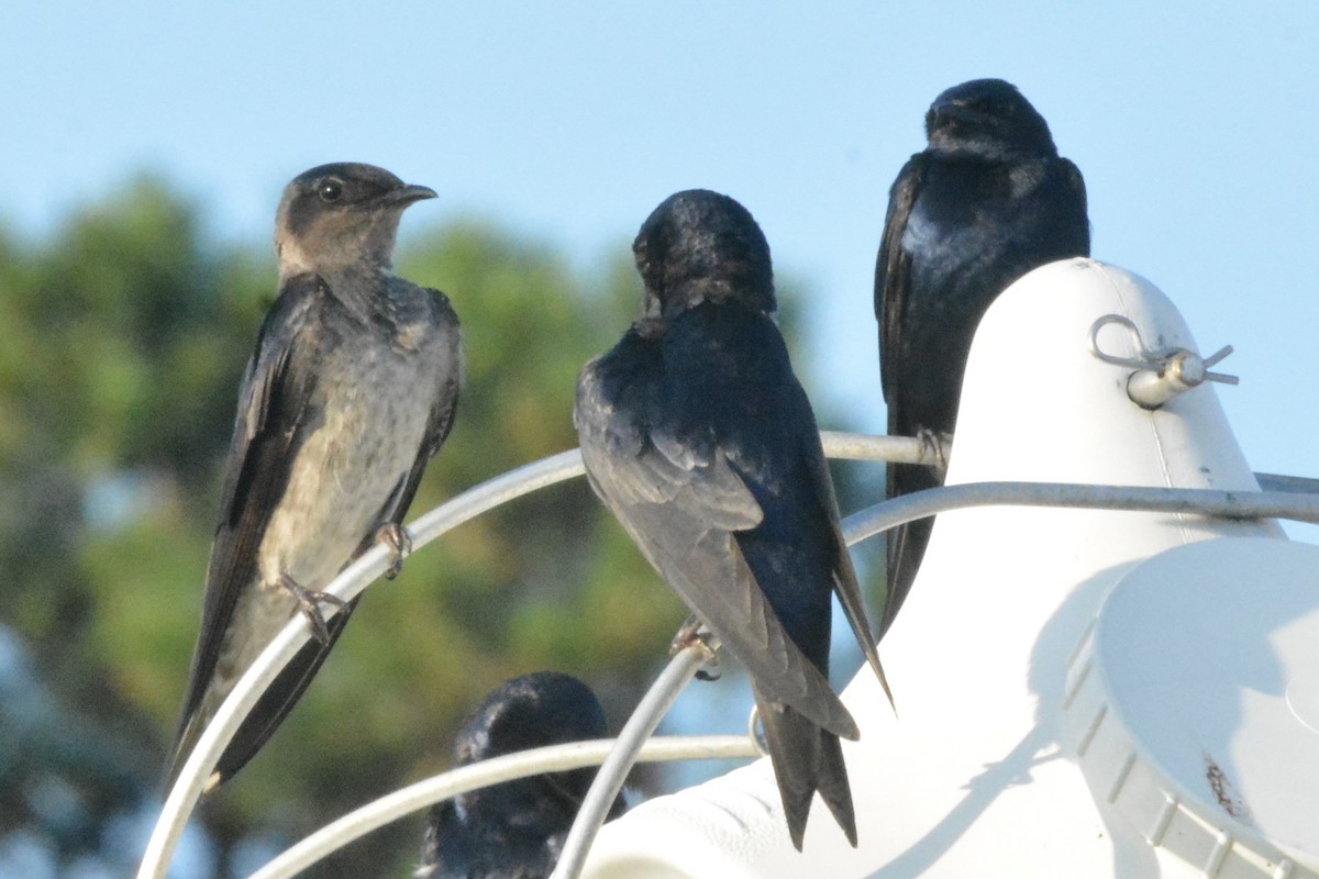 Purple Martin - ML599292061