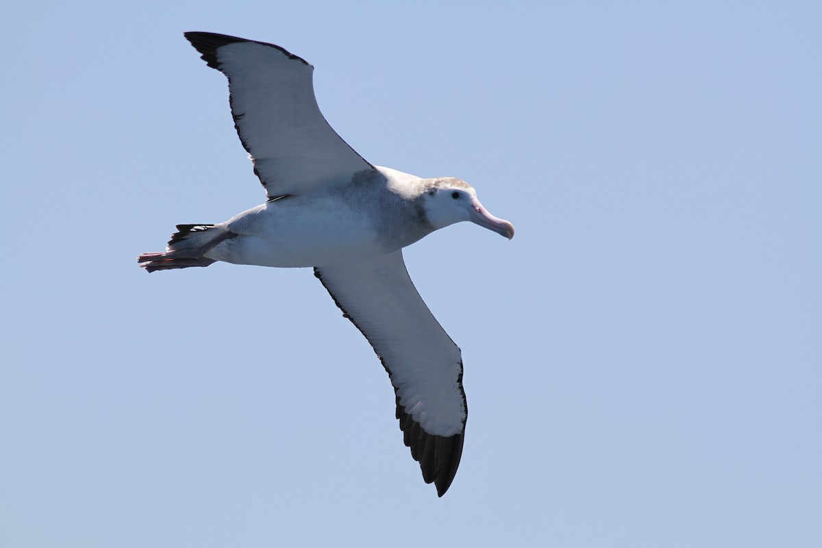Albatros hurleur, A. de Tristan da Cunha ou A. des Antipodes - ML599292361