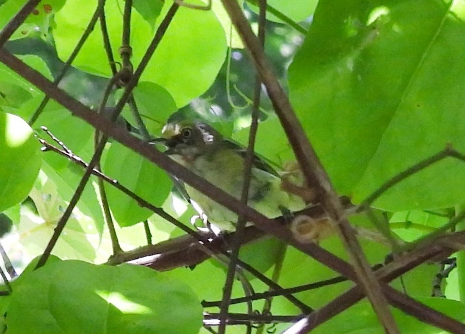 White-eyed Vireo - ML599293221