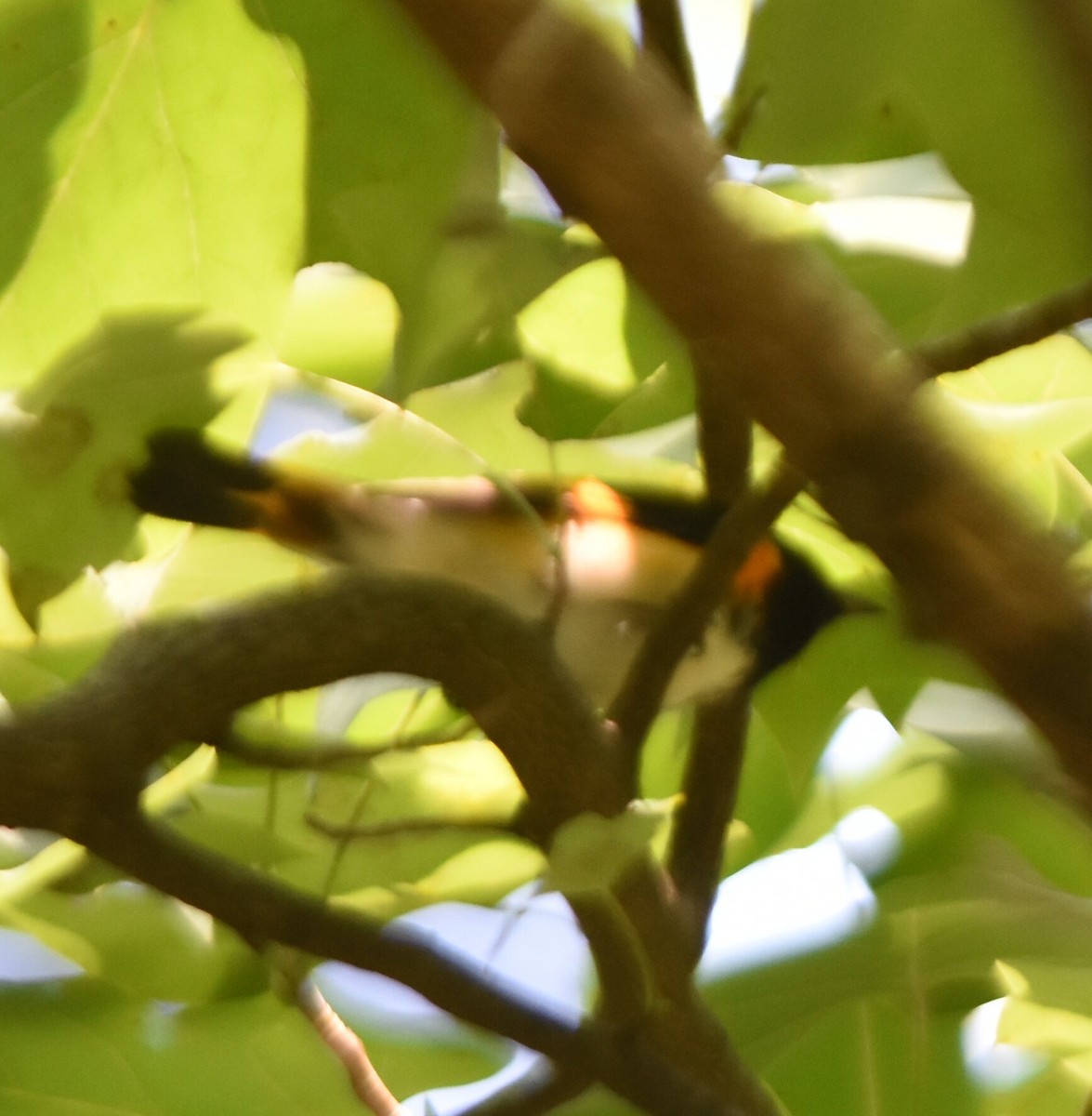 American Redstart - ML599295971