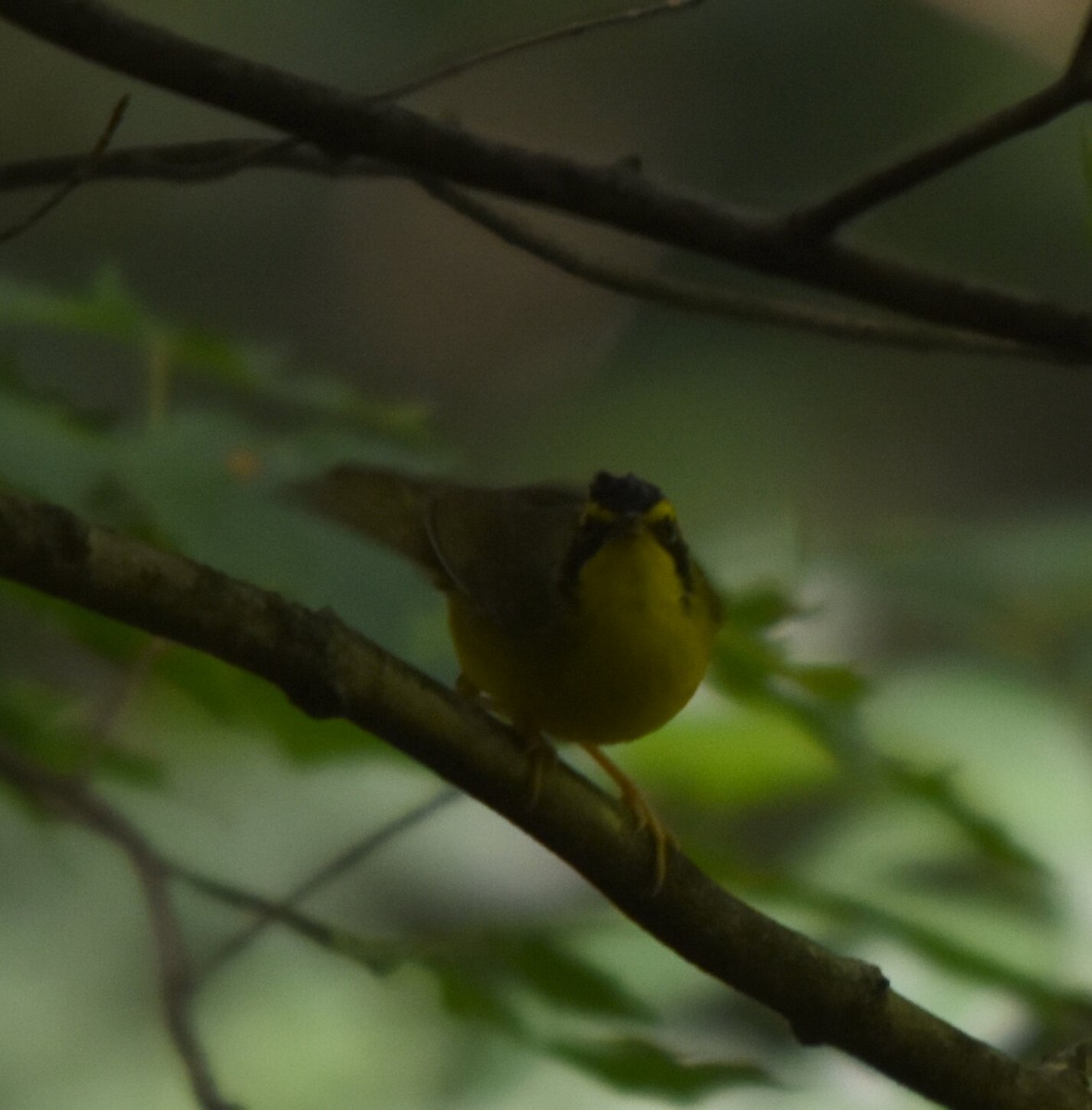 Kentucky Warbler - ML599295991