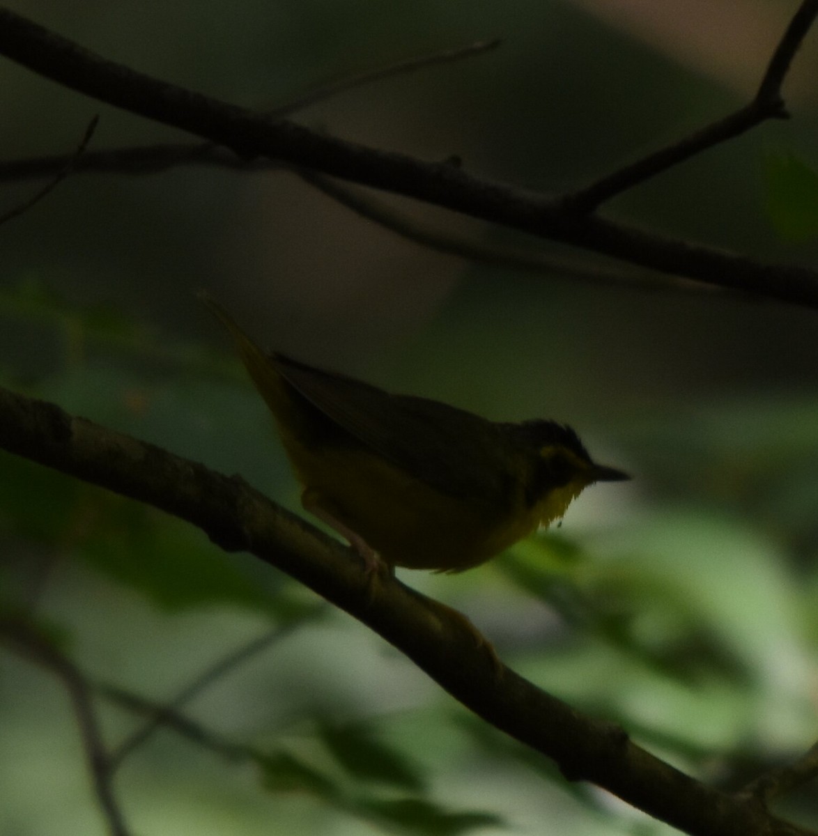 Kentucky Warbler - ML599296011