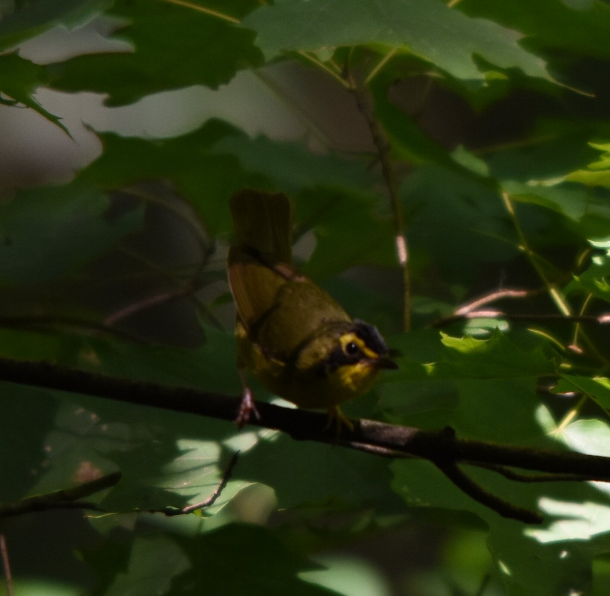 Kentucky Warbler - ML599296021