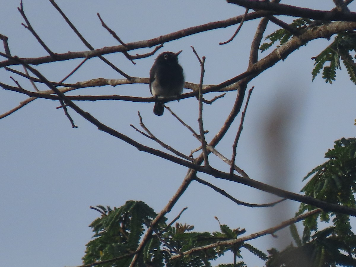 Slate-throated Gnatcatcher - Jose Martinez De Valdenebro