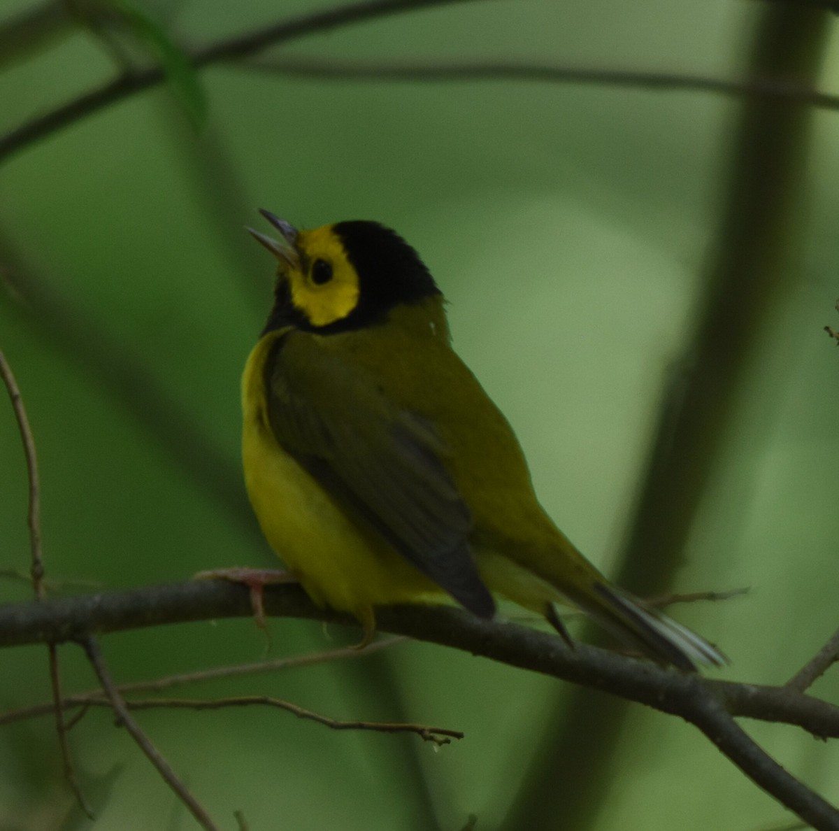 Hooded Warbler - ML599296621