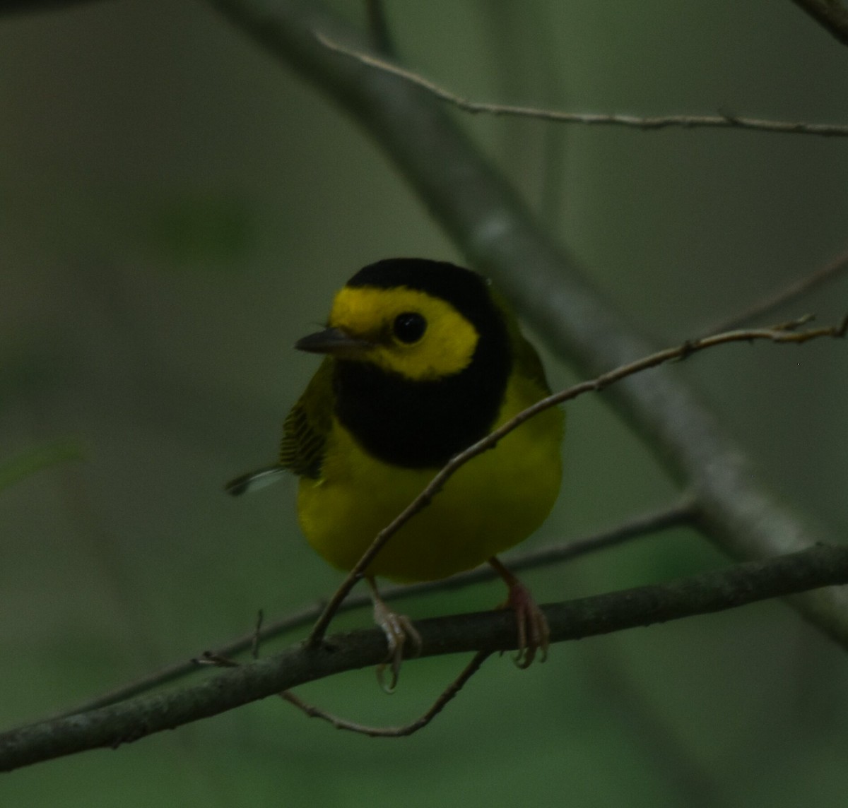 Hooded Warbler - ML599296641