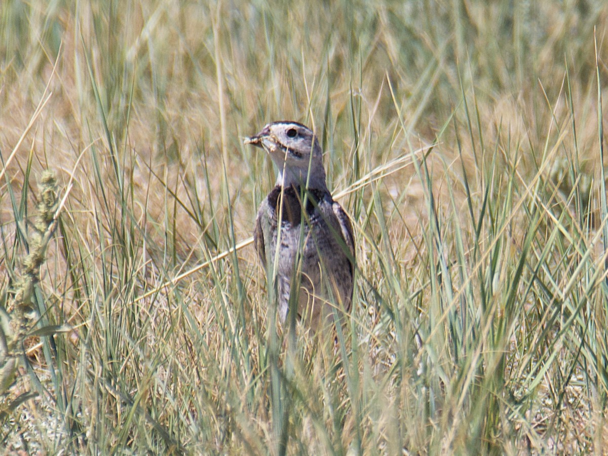 Thick-billed Longspur - ML599297071