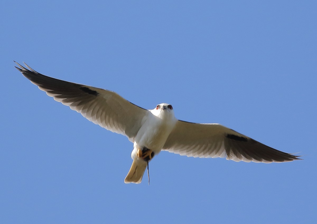 Black-shouldered Kite - Michael Rutkowski