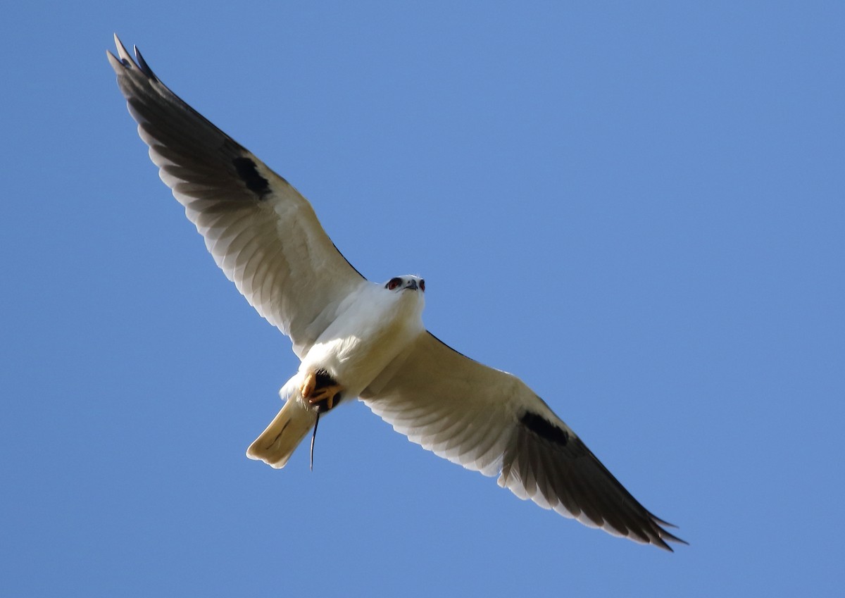 Black-shouldered Kite - Michael Rutkowski