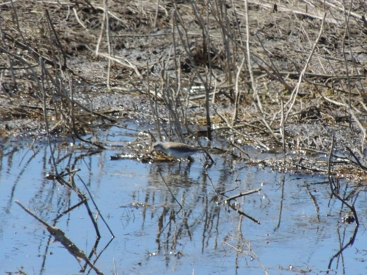 Semipalmated Sandpiper - Kenneth Able