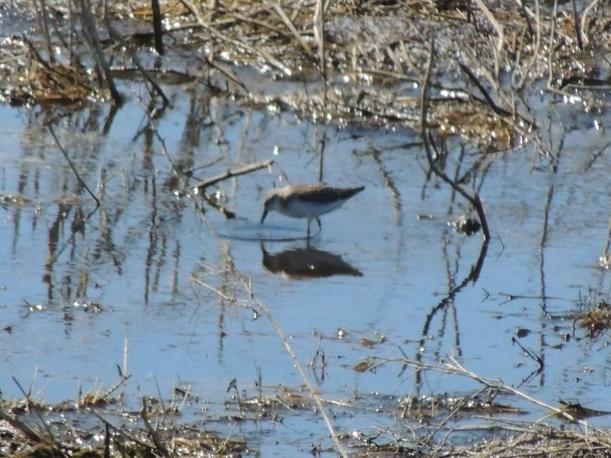 Semipalmated Sandpiper - Kenneth Able