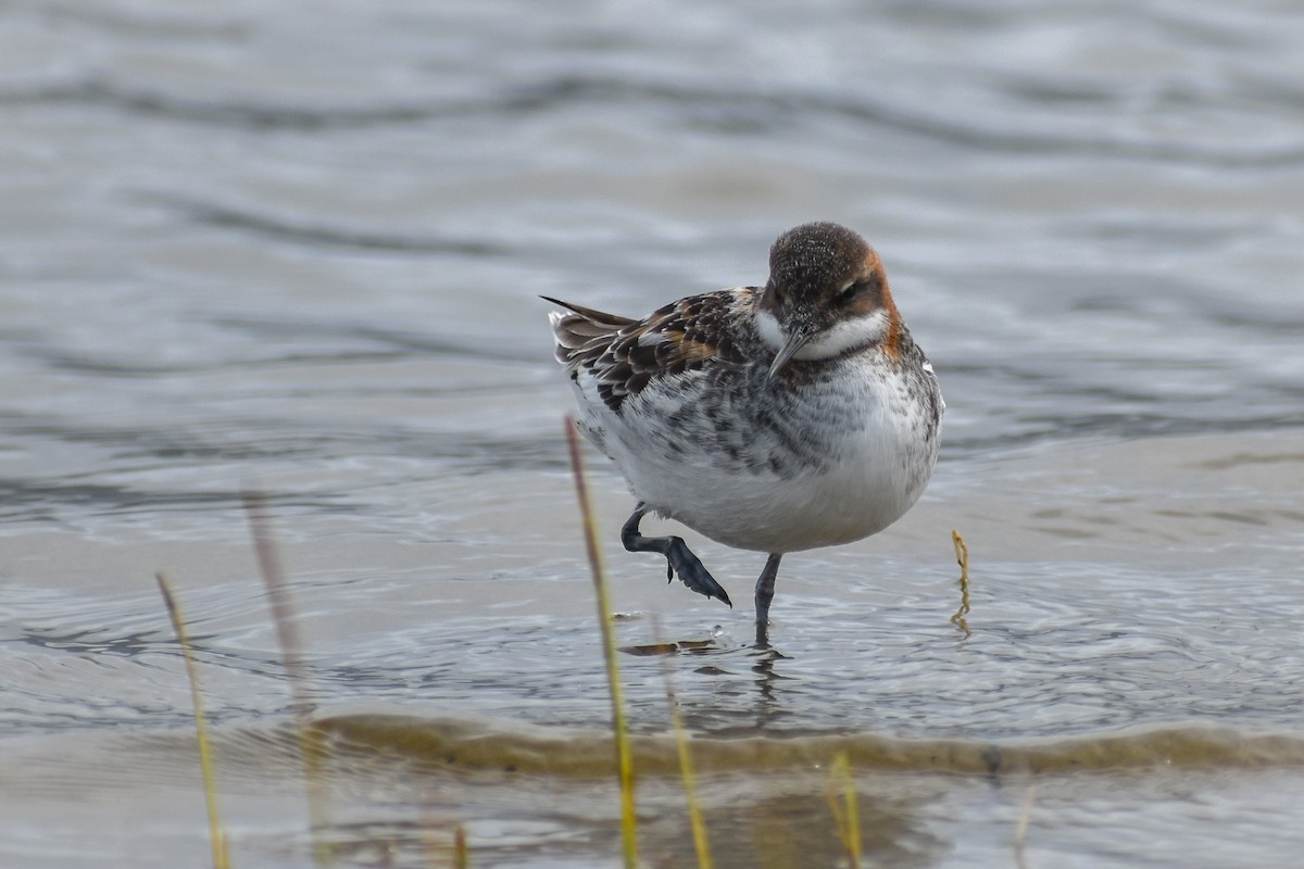 Red-necked Phalarope - ML599298221