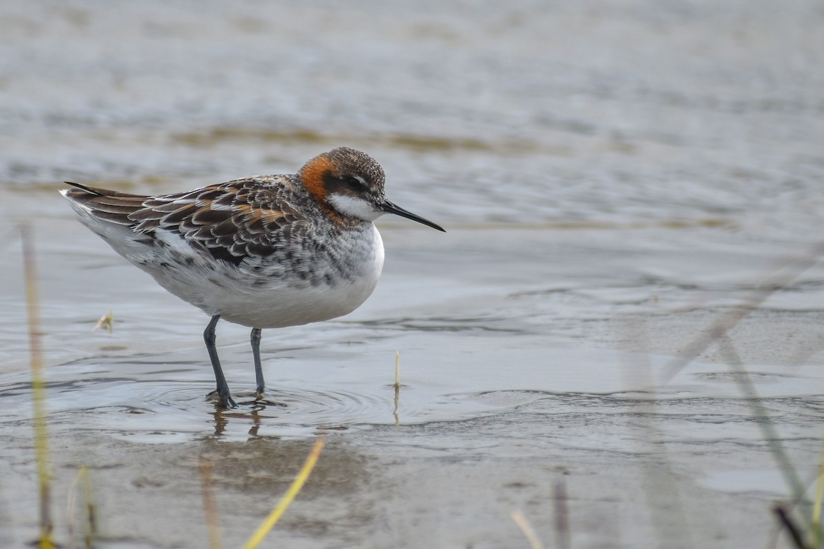 Red-necked Phalarope - Eric Konkol