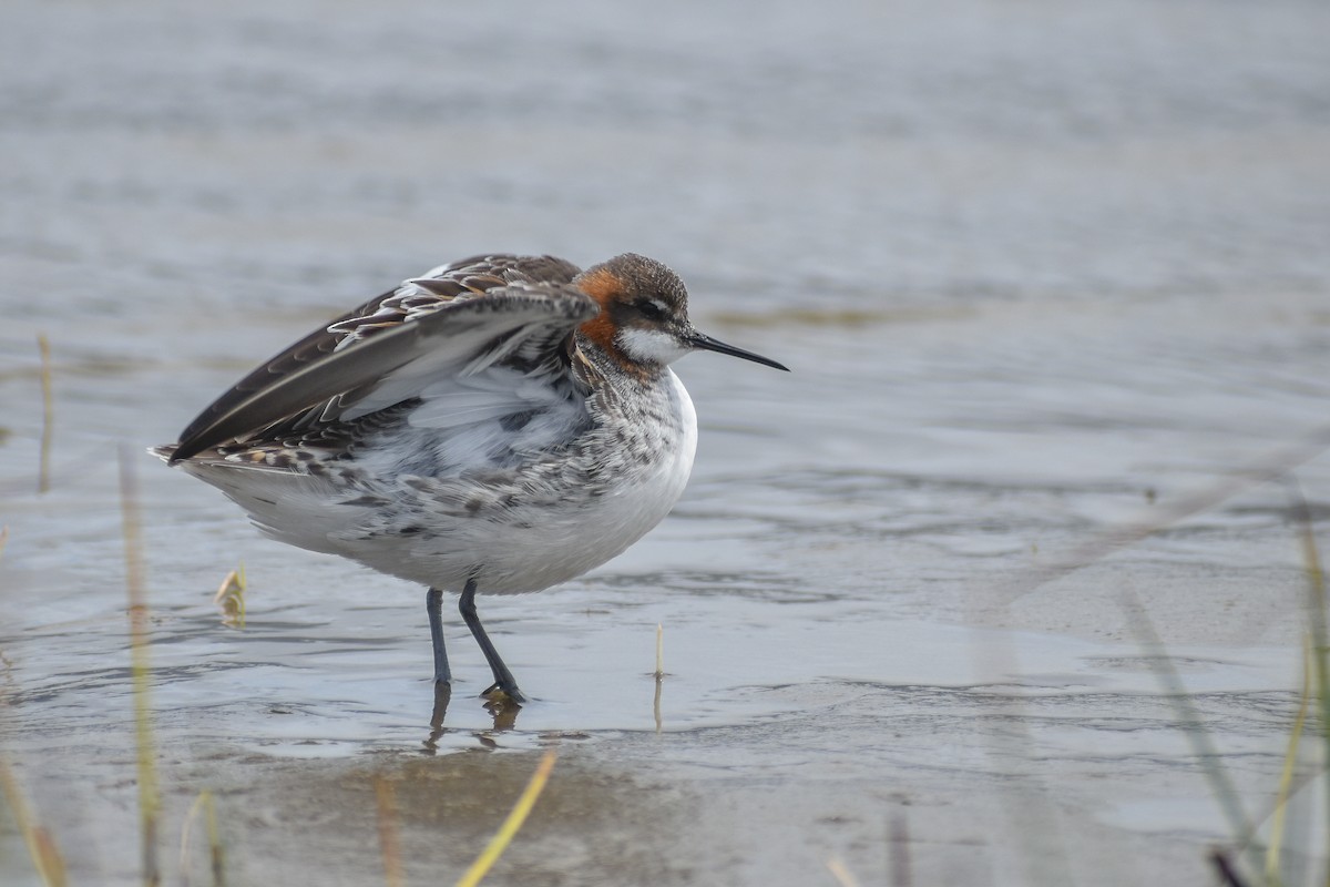 Red-necked Phalarope - ML599298241