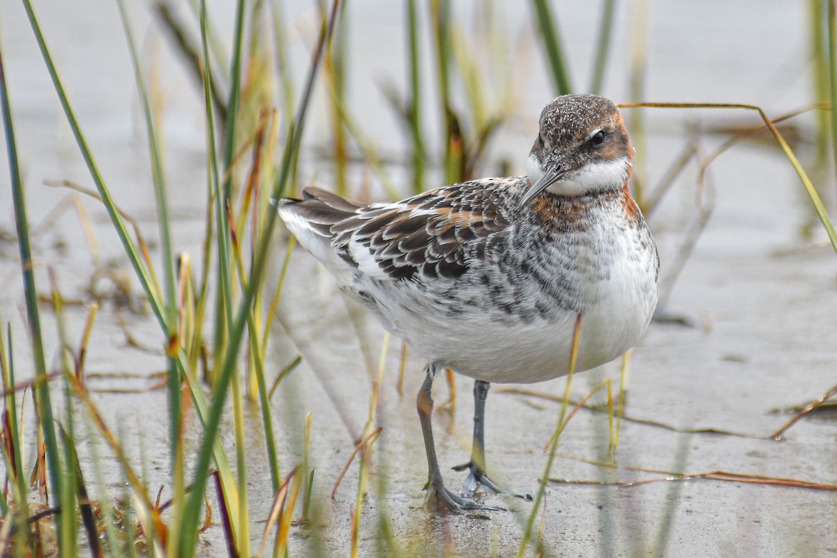 Red-necked Phalarope - ML599298881