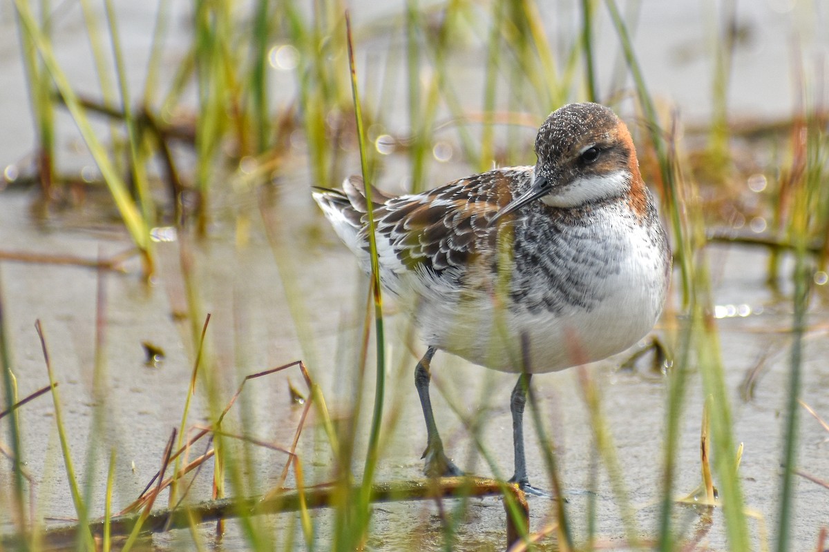 Red-necked Phalarope - ML599298891