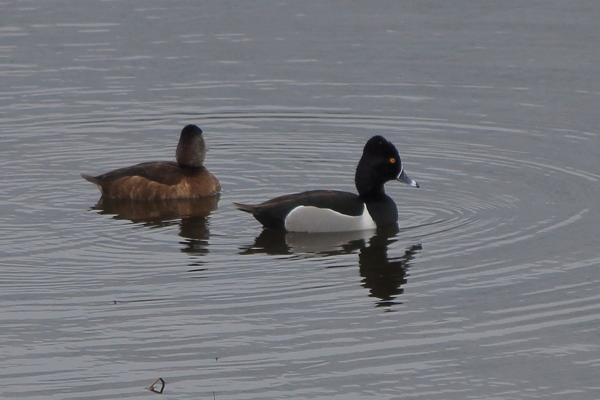 Ring-necked Duck - ML599299361