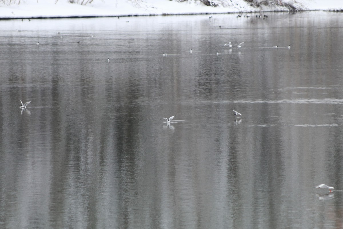 Bonaparte's Gull - ML599299441