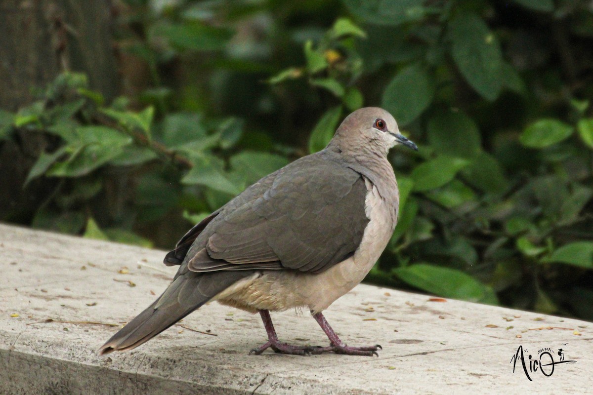 White-tipped Dove - ML599299491