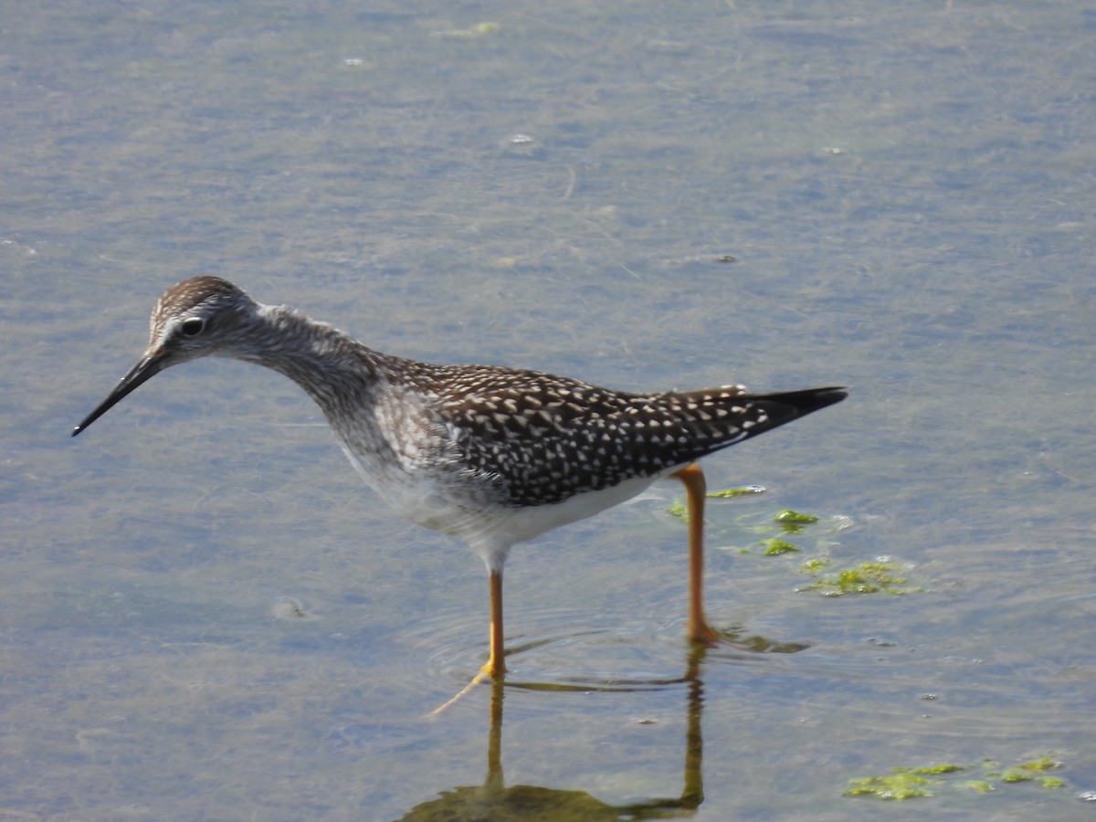 Lesser Yellowlegs - Nick & Jane