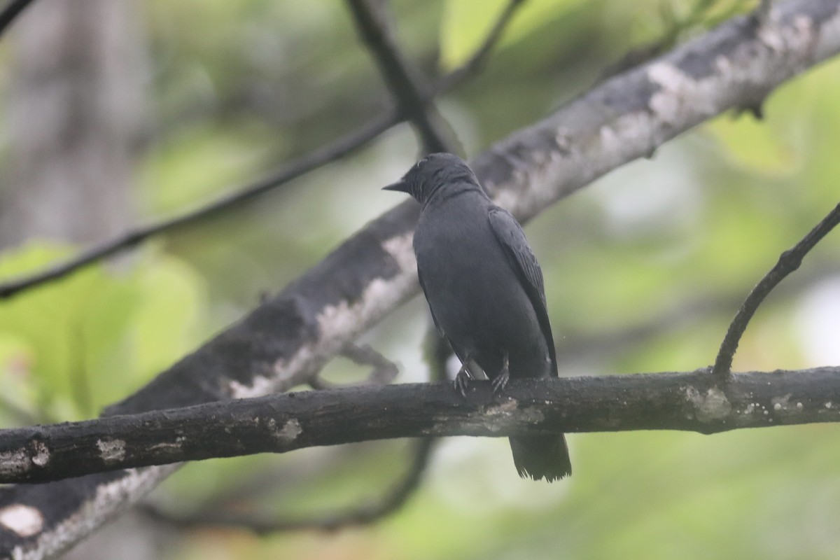 Gray-headed Cicadabird - ML599301531