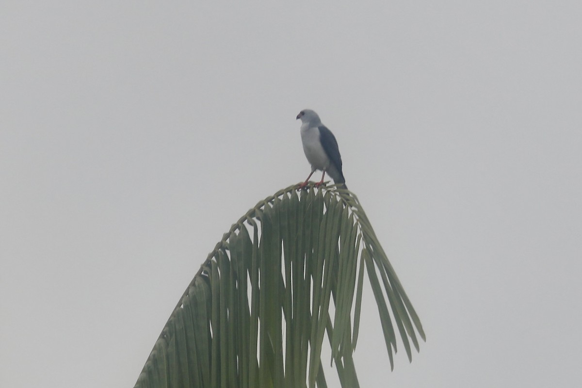 Gray-headed Goshawk - ML599302401