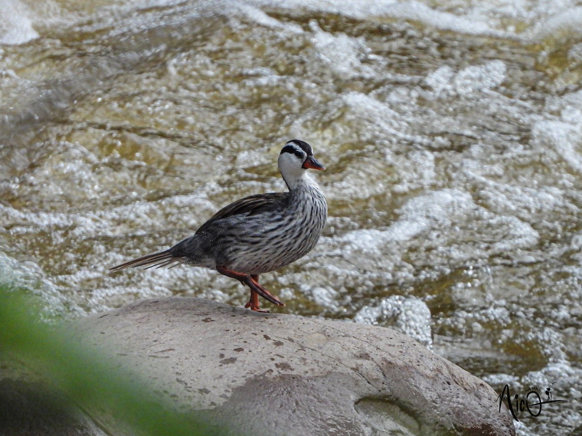 Torrent Duck - ML599303421