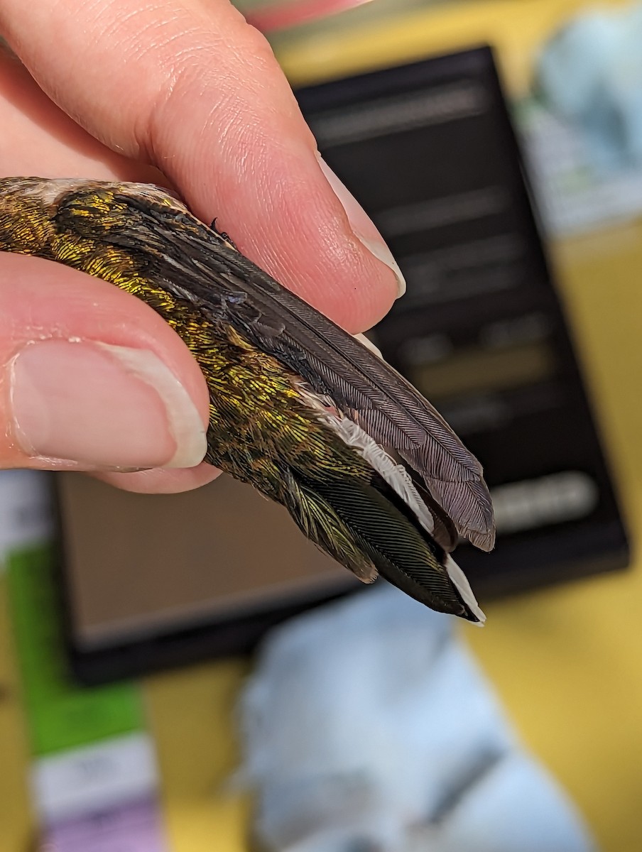 Black-chinned x Broad-tailed Hummingbird (hybrid) - ML599303451