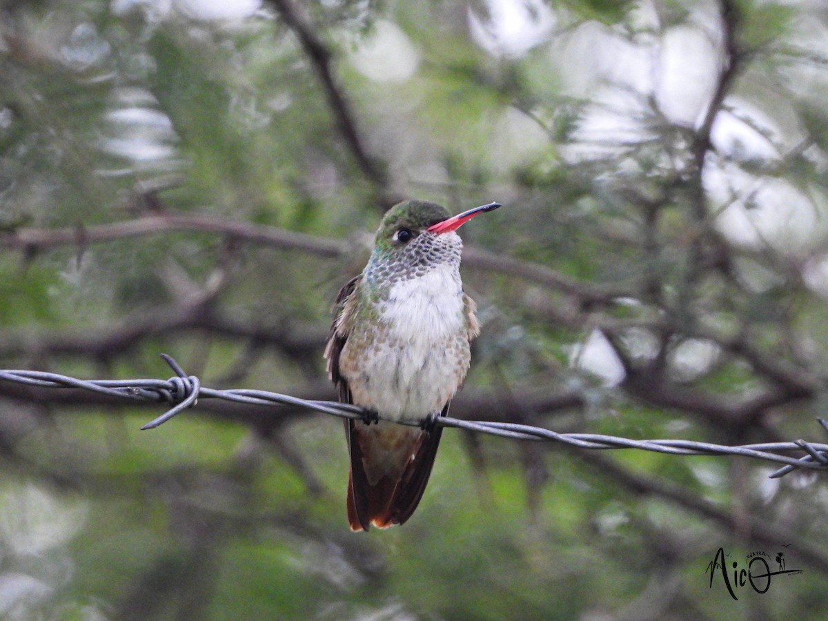 Amazilia Hummingbird - Nicolás Astudillo