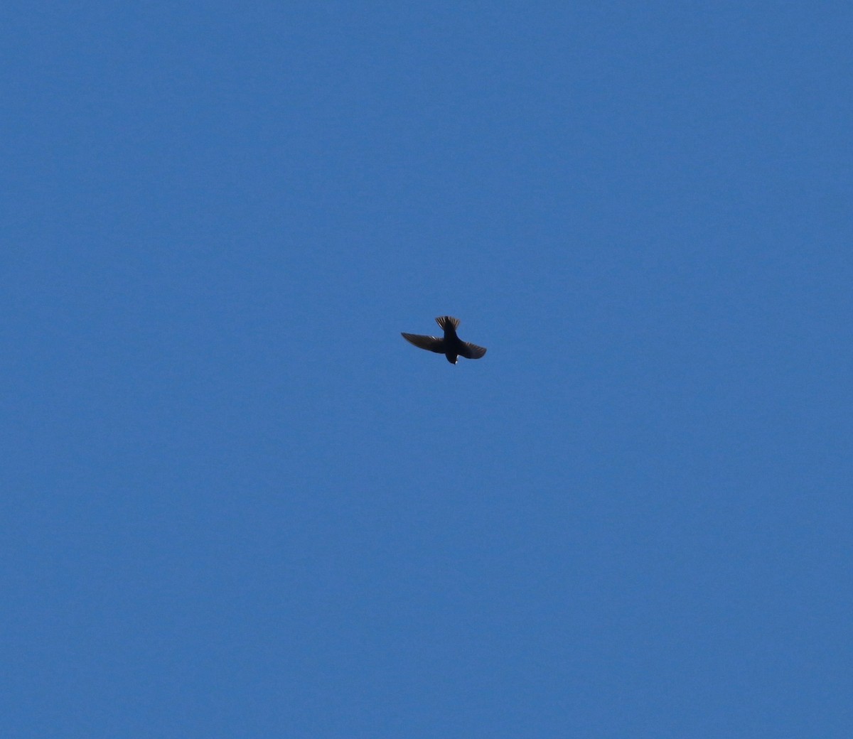 Black Swift - ML599303561