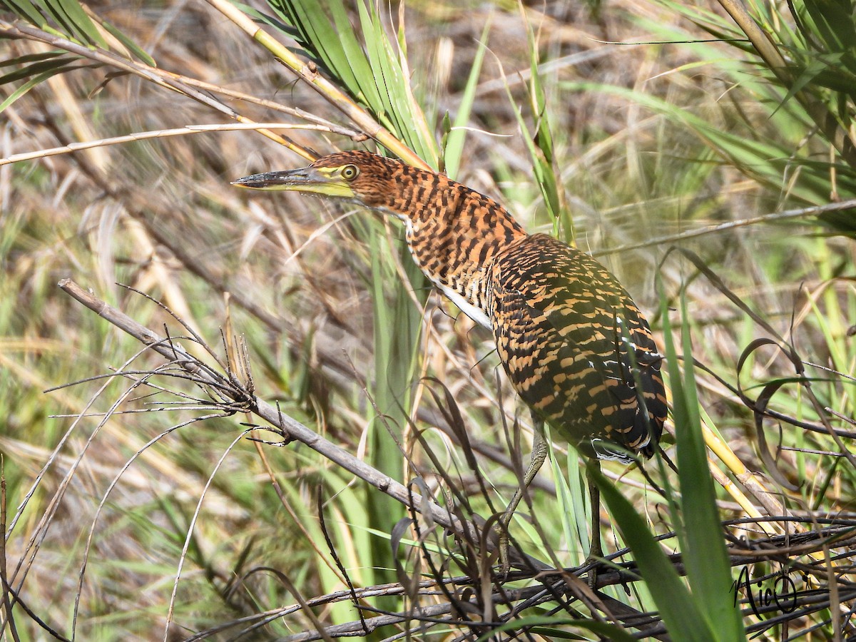 Fasciated Tiger-Heron - ML599303671