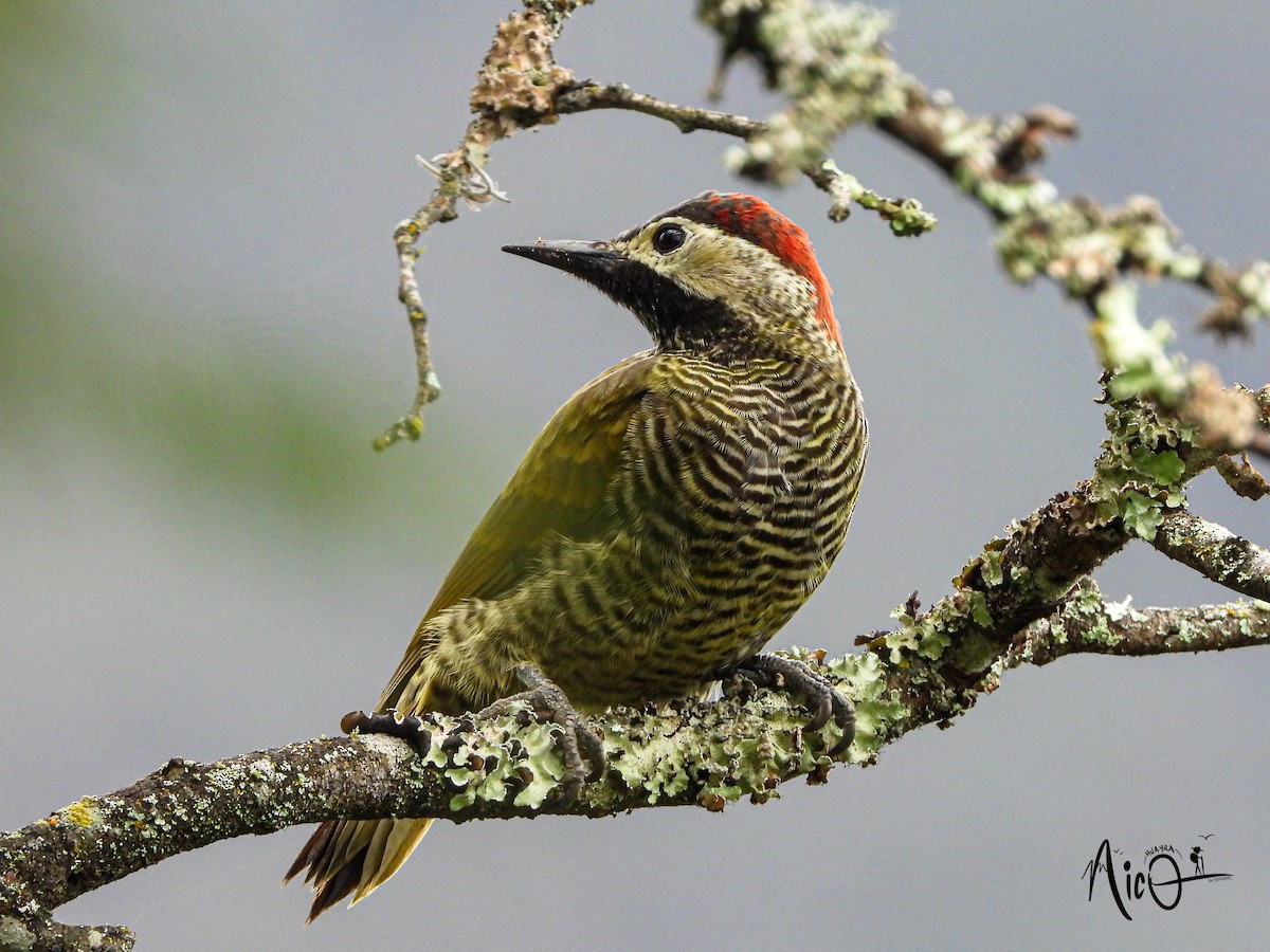 Golden-olive Woodpecker - ML599303851