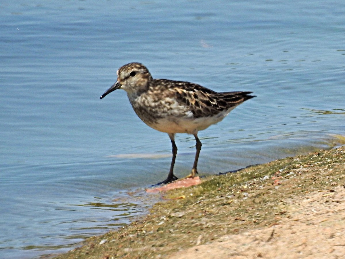 Least Sandpiper - ML599304181