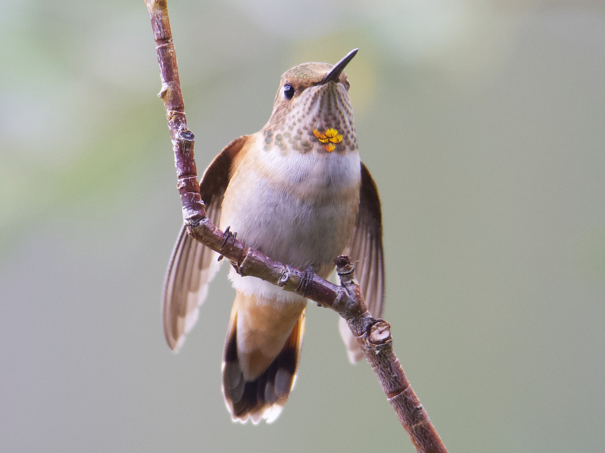 Colibrí Rufo - ML599304911