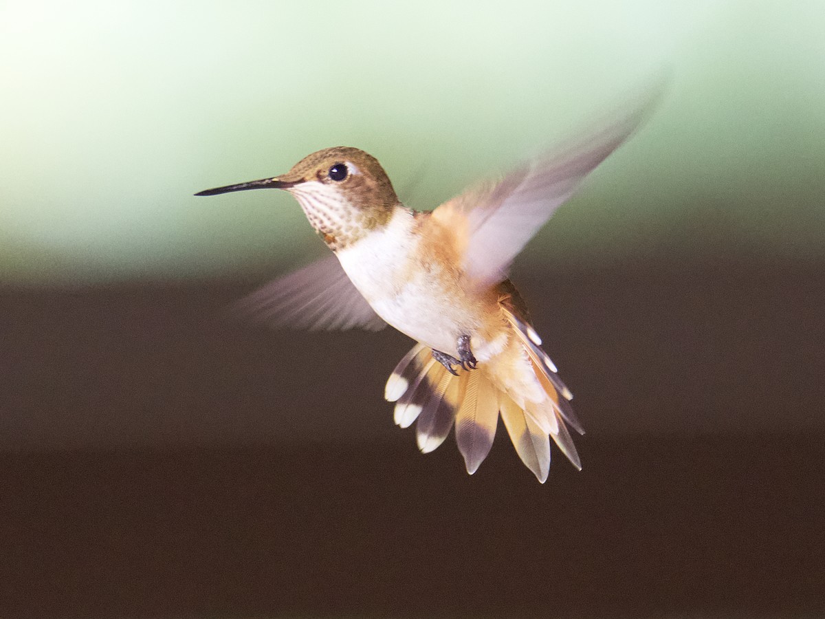 Colibrí Rufo - ML599304921