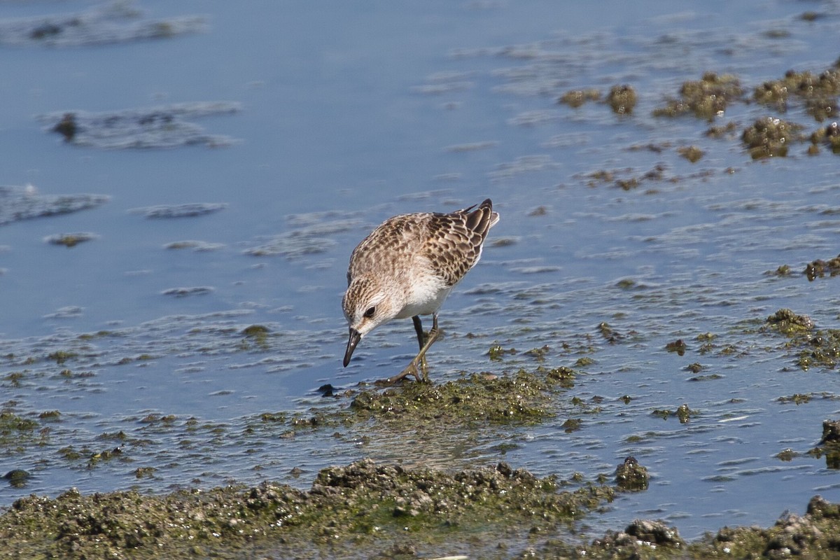 Semipalmated Sandpiper - Kevin Thomas