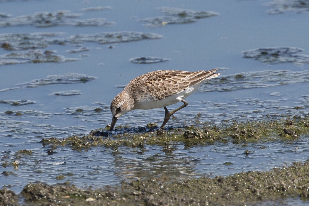 Semipalmated Sandpiper - Kevin Thomas