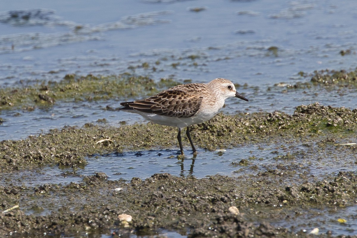 Semipalmated Sandpiper - Kevin Thomas