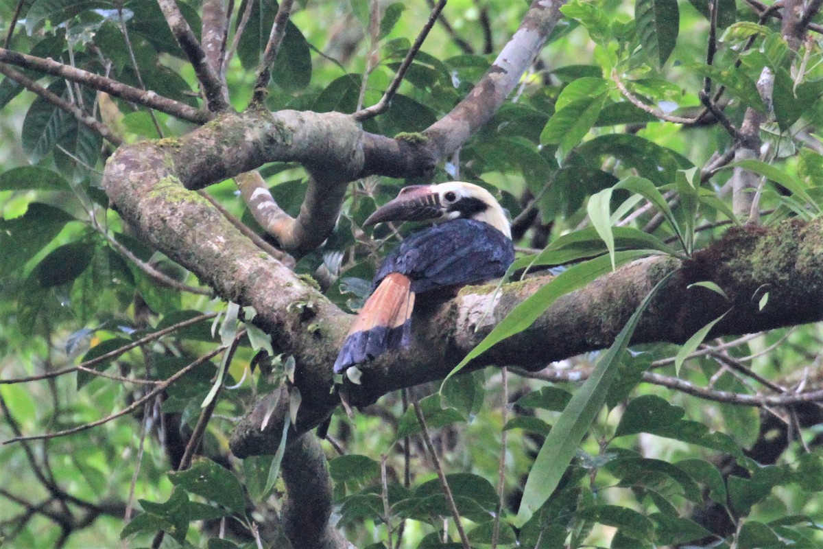 Visayan Hornbill - Charles Davies