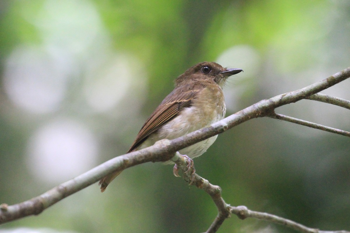 Negros Jungle Flycatcher - ML59930571