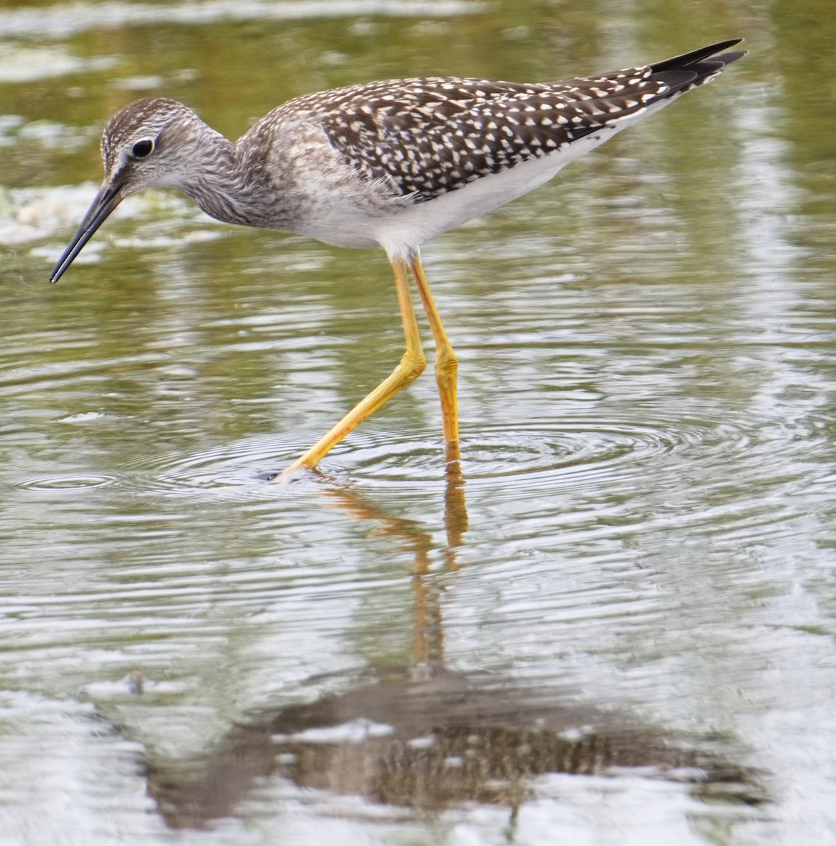 Lesser Yellowlegs - DAB DAB