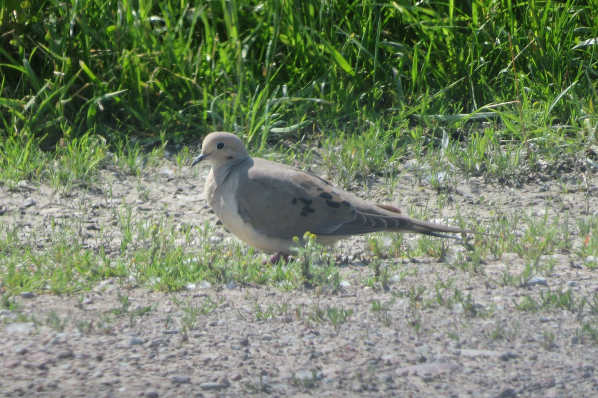 Mourning Dove - ML599306141