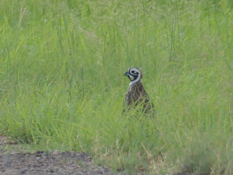 Montezuma Quail - ML599307261