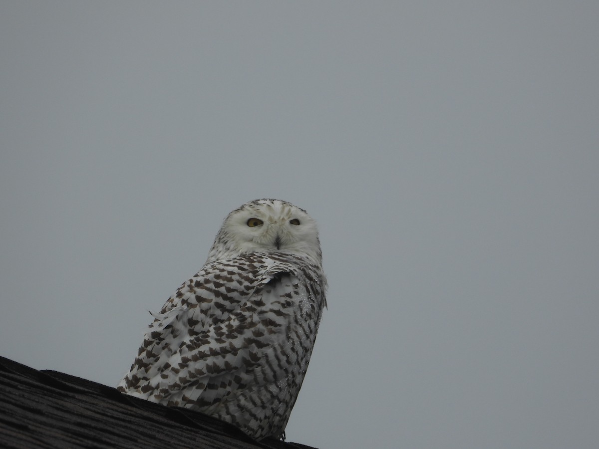 Snowy Owl - Judy Matsuoka