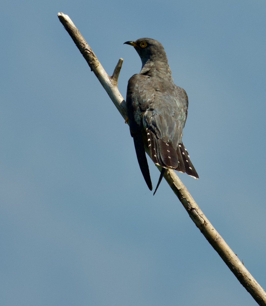 Common Cuckoo - SIRISH KUMAR
